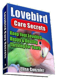 Lovebird Care Secrets